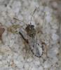 Nysius sp.